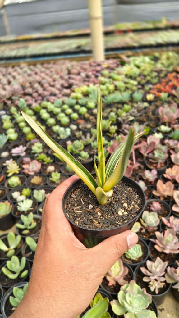 kaktus.id