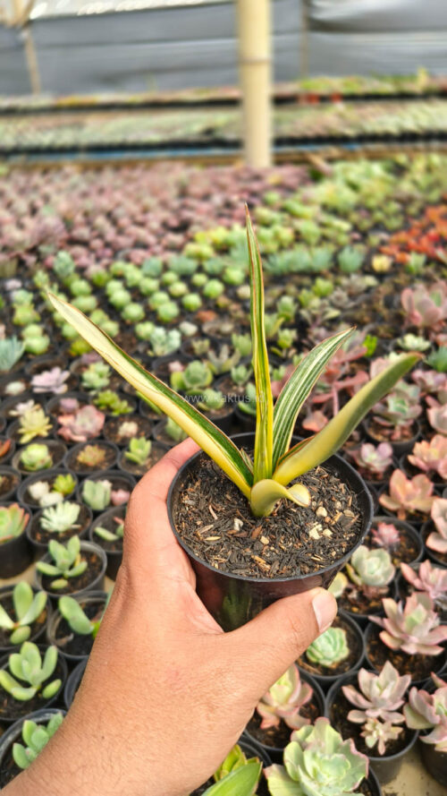 Sansevieria Midnight Fountain Variegated, real gallery image #1 plants. Picture taken directly from kaktus.id community Sansevieria farmer green houses.