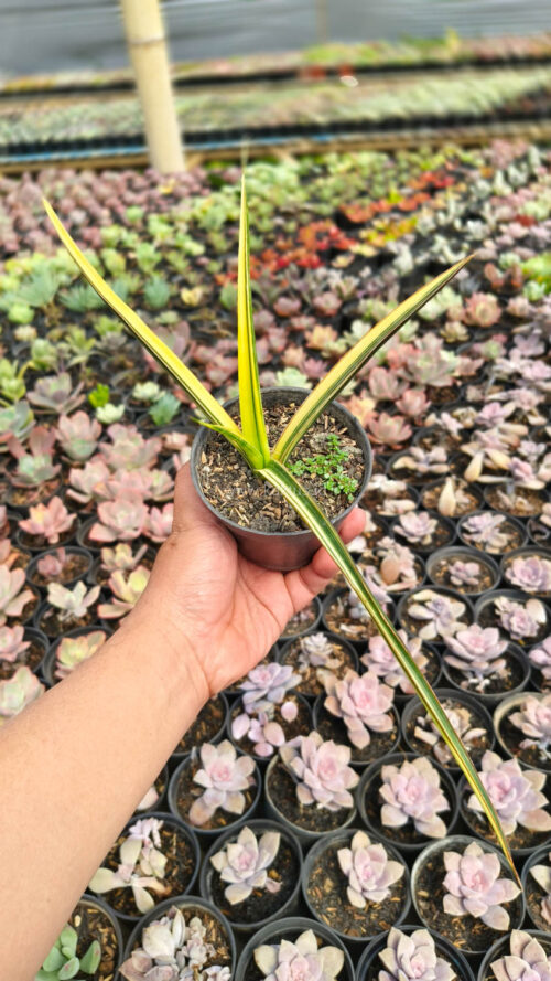 Sansevieria Midnight Fountain Variegated, real gallery image #3 plants. Picture taken directly from kaktus.id community Sansevieria farmer green houses.