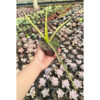 Sansevieria Midnight Fountain Variegated, real feature image plant. Picture taken directly from kaktus.id community Sansevieria farmer green houses.