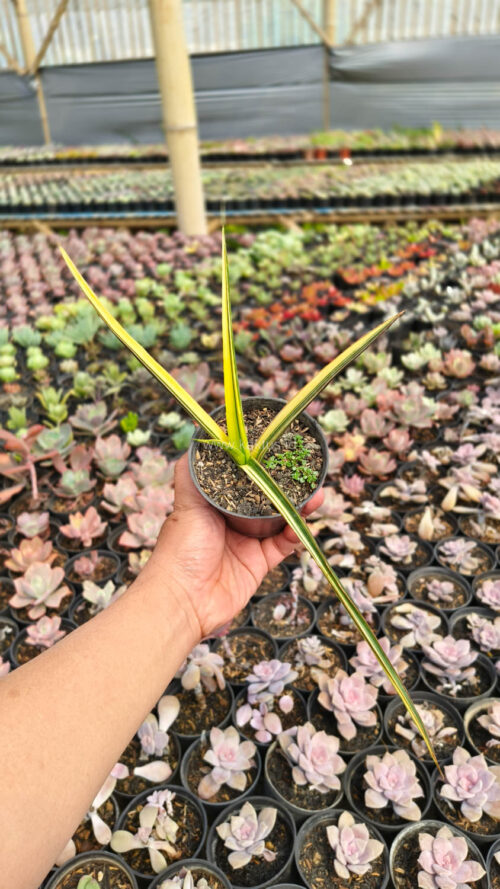 Sansevieria Midnight Fountain Variegated, real gallery image #4 plants. Picture taken directly from kaktus.id community Sansevieria farmer green houses.