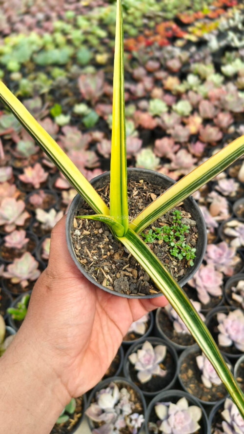 Sansevieria Midnight Fountain Variegated, real gallery image #5 plants. Picture taken directly from kaktus.id community Sansevieria farmer green houses.