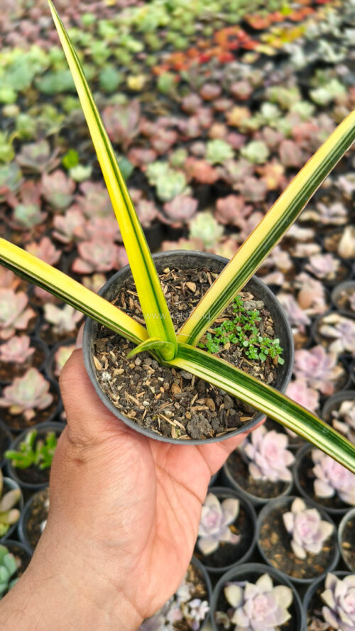 Sansevieria Midnight Fountain Variegated, real gallery image #6 plants. Picture taken directly from kaktus.id community Sansevieria farmer green houses.
