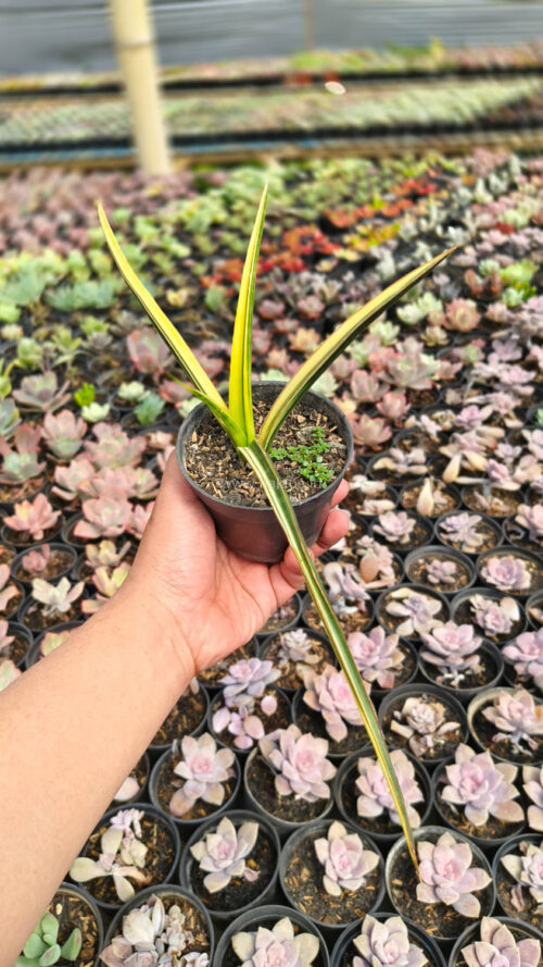 Sansevieria Midnight Fountain Variegated, real gallery image #2 plants. Picture taken directly from kaktus.id community Sansevieria farmer green houses.