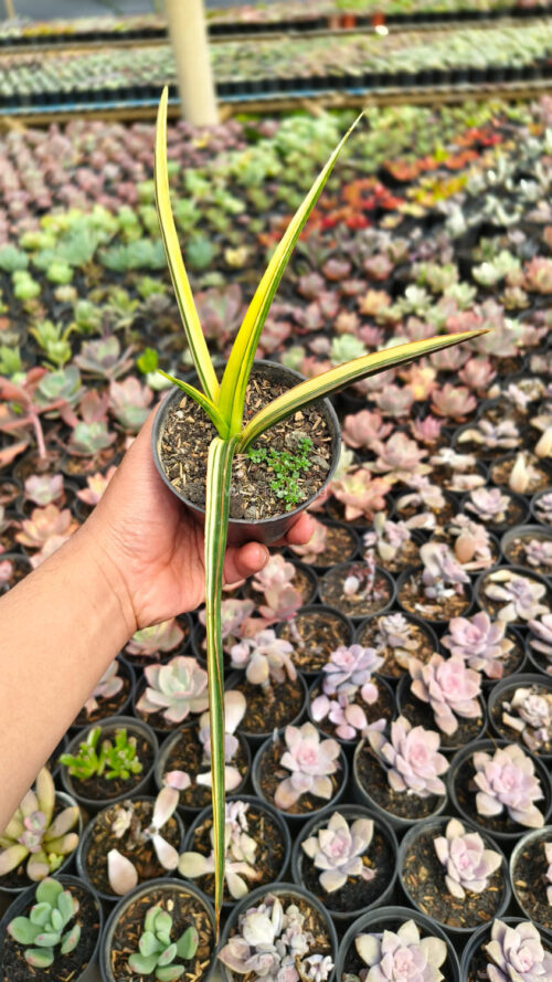 Sansevieria Midnight Fountain Variegated, real gallery image #7 plants. Picture taken directly from kaktus.id community Sansevieria farmer green houses.