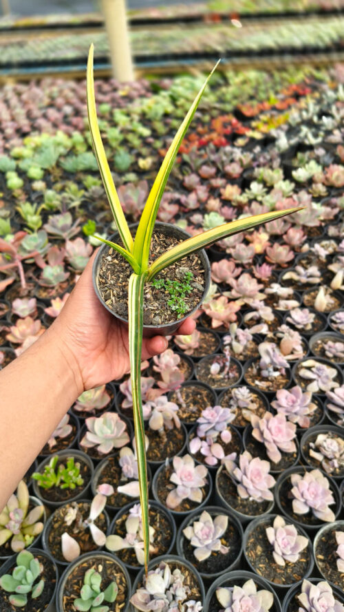 Sansevieria Midnight Fountain Variegated, real gallery image #8 plants. Picture taken directly from kaktus.id community Sansevieria farmer green houses.