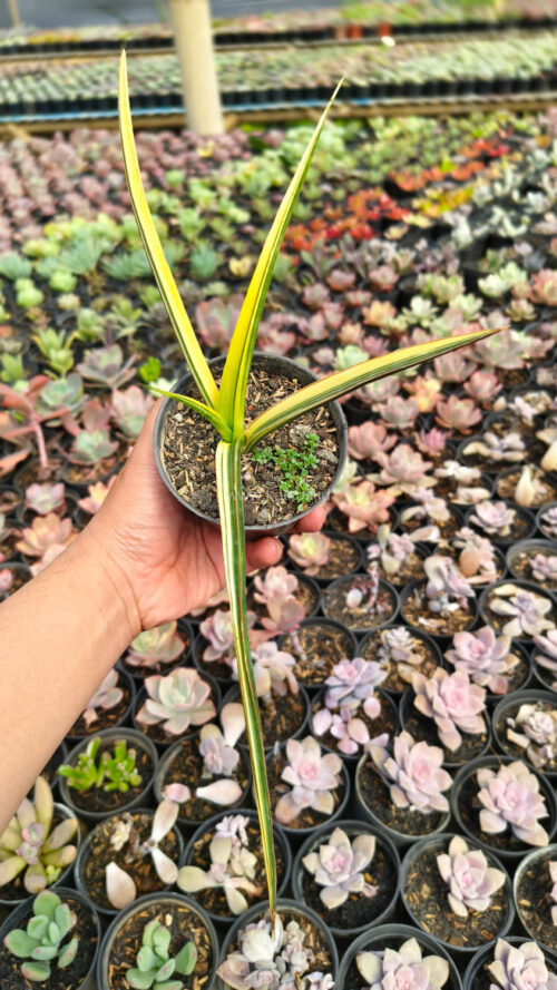 Sansevieria Midnight Fountain Variegated, real gallery image #9 plants. Picture taken directly from kaktus.id community Sansevieria farmer green houses.