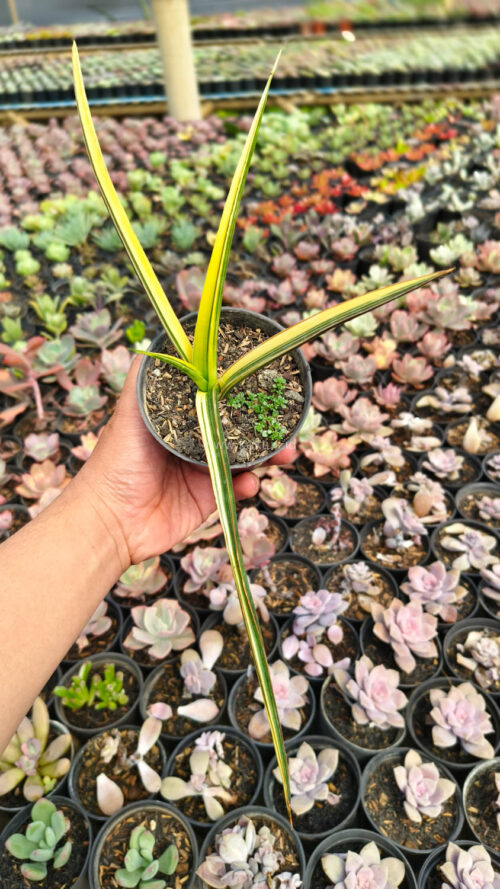Sansevieria Midnight Fountain Variegated, real gallery image #10 plants. Picture taken directly from kaktus.id community Sansevieria farmer green houses.