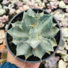 Agave Isthmensis Becky, real feature image plant. Picture taken directly from kaktus.id community Agave farmer green houses.