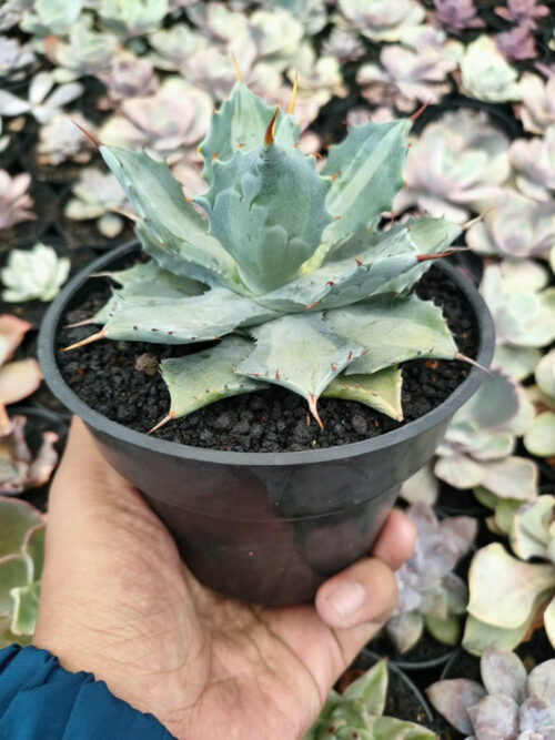 Agave Isthmensis Becky, real gallery image #1 plants. Picture taken directly from kaktus.id community Agave farmer green houses.