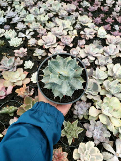 Agave Isthmensis Becky, real gallery image #2 plants. Picture taken directly from kaktus.id community Agave farmer green houses.