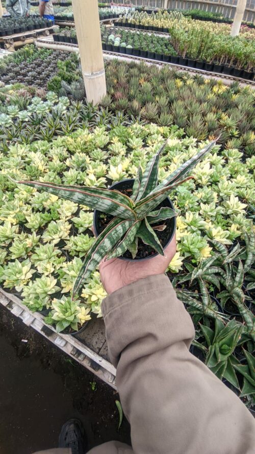 Sansevieria Lady Gaga, real gallery image #1 plants. Picture taken directly from kaktus.id community Sansevieria farmer green houses.