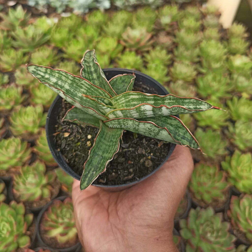 kaktus.id