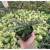 Sansevieria Lady Gaga, real feature image plant. Picture taken directly from kaktus.id community Sansevieria farmer green houses.