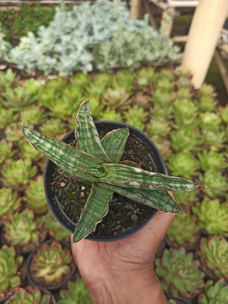 kaktus.id