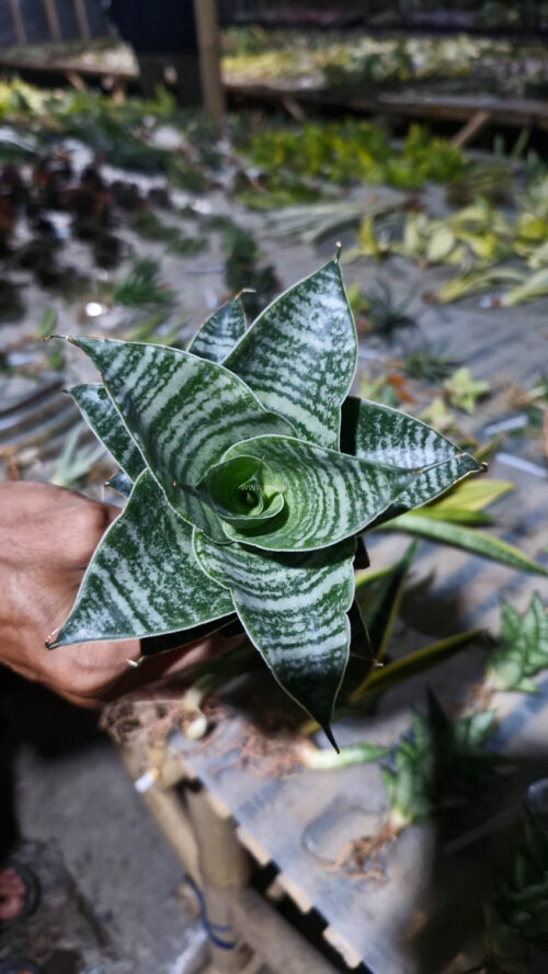 Sansevieria Black Mamba, real gallery image #8 plants. Picture taken directly from kaktus.id community Sansevieria farmer green houses.