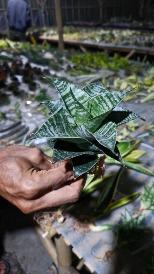 Sansevieria Black Mamba, real gallery image #9 plants. Picture taken directly from kaktus.id community Sansevieria farmer green houses.