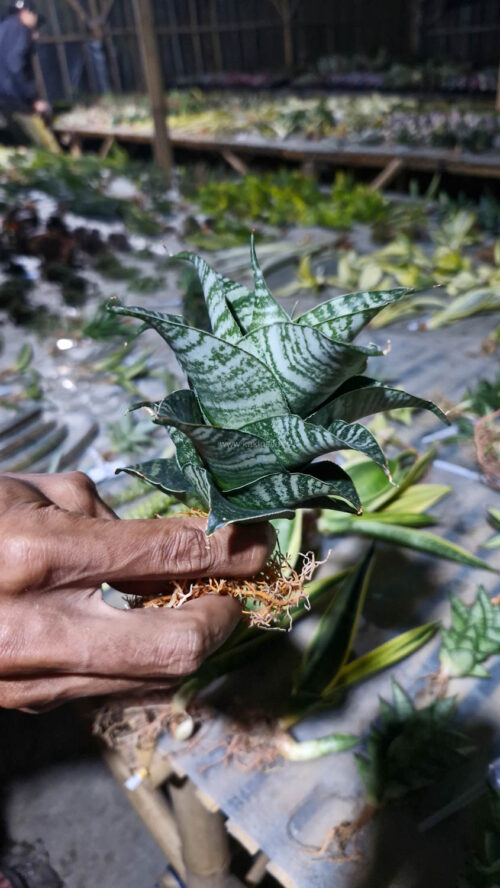 Sansevieria Black Mamba, real gallery image #7 plants. Picture taken directly from kaktus.id community Sansevieria farmer green houses.