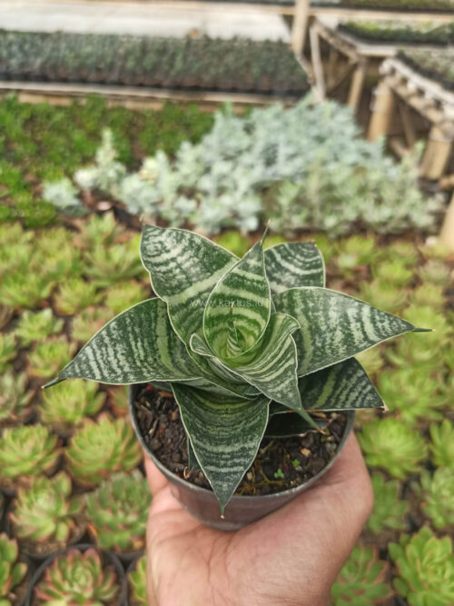 Sansevieria Black Mamba, real gallery image #6 plants. Picture taken directly from kaktus.id community Sansevieria farmer green houses.