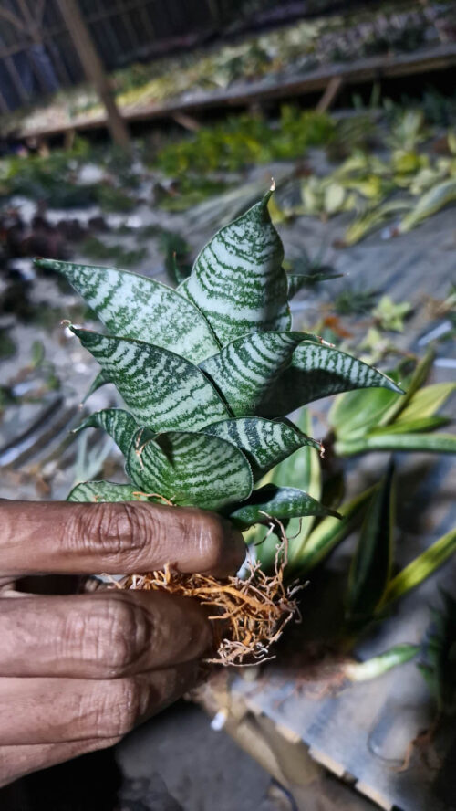 Sansevieria Black Mamba, real gallery image #5 plants. Picture taken directly from kaktus.id community Sansevieria farmer green houses.