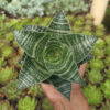 Sansevieria Black Mamba, real feature image plant. Picture taken directly from kaktus.id community Sansevieria farmer green houses.