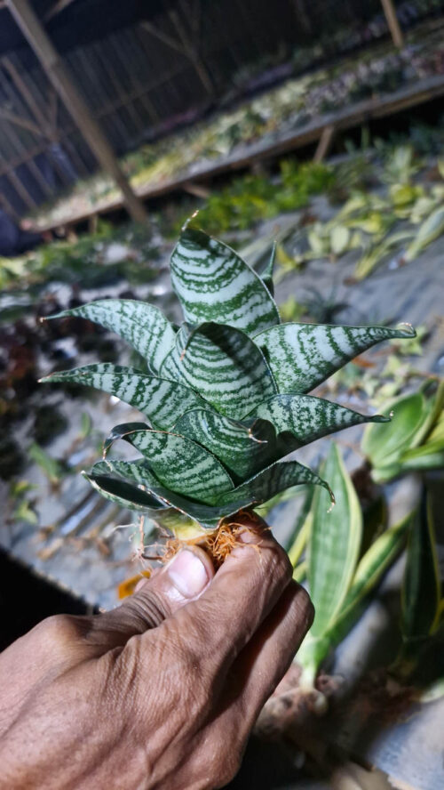 Sansevieria Black Mamba, real gallery image #3 plants. Picture taken directly from kaktus.id community Sansevieria farmer green houses.