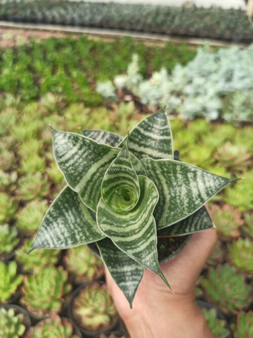 Sansevieria Black Mamba, real gallery image #2 plants. Picture taken directly from kaktus.id community Sansevieria farmer green houses.
