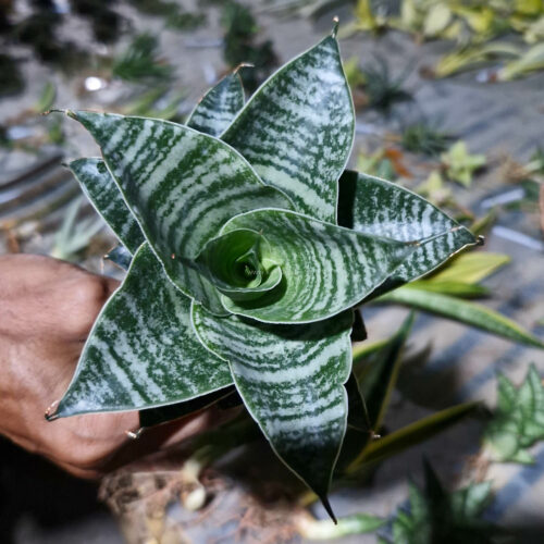 Sansevieria Black Mamba, real gallery image #1 plants. Picture taken directly from kaktus.id community Sansevieria farmer green houses.