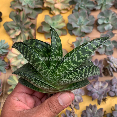 Gasteria Tiger Spot, real gallery image #6 plants. Picture taken directly from kaktus.id community Gasteria farmer green houses.