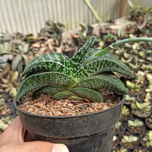 Gasteria Tiger Spot, real gallery image #5 plants. Picture taken directly from kaktus.id community Gasteria farmer green houses.