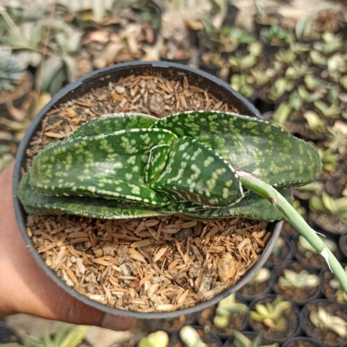 Gasteria Tiger Spot, real gallery image #4 plants. Picture taken directly from kaktus.id community Gasteria farmer green houses.