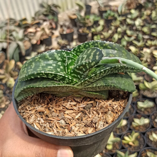 Gasteria Tiger Spot, real gallery image #3 plants. Picture taken directly from kaktus.id community Gasteria farmer green houses.