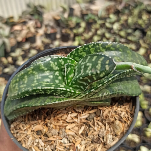 Gasteria Tiger Spot, real gallery image #2 plants. Picture taken directly from kaktus.id community Gasteria farmer green houses.
