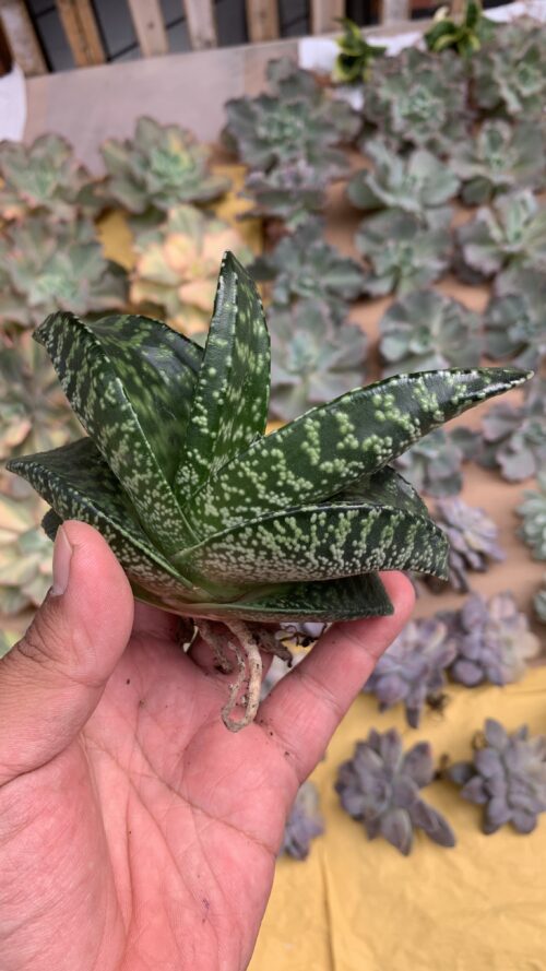 Gasteria Tiger Spot, real gallery image #22 plants. Picture taken directly from kaktus.id community Gasteria farmer green houses.