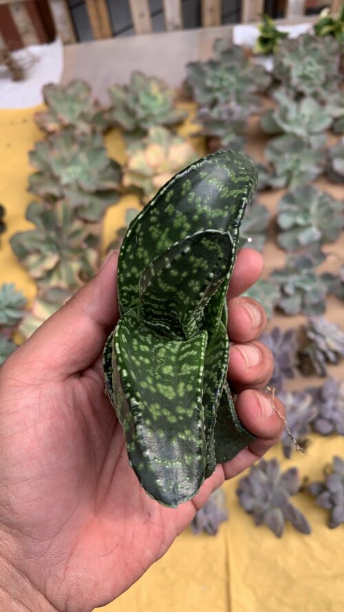 Gasteria Tiger Spot, real gallery image #20 plants. Picture taken directly from kaktus.id community Gasteria farmer green houses.