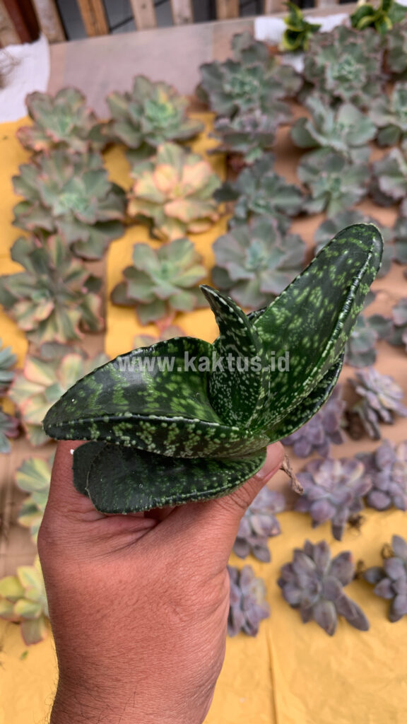 kaktus.id