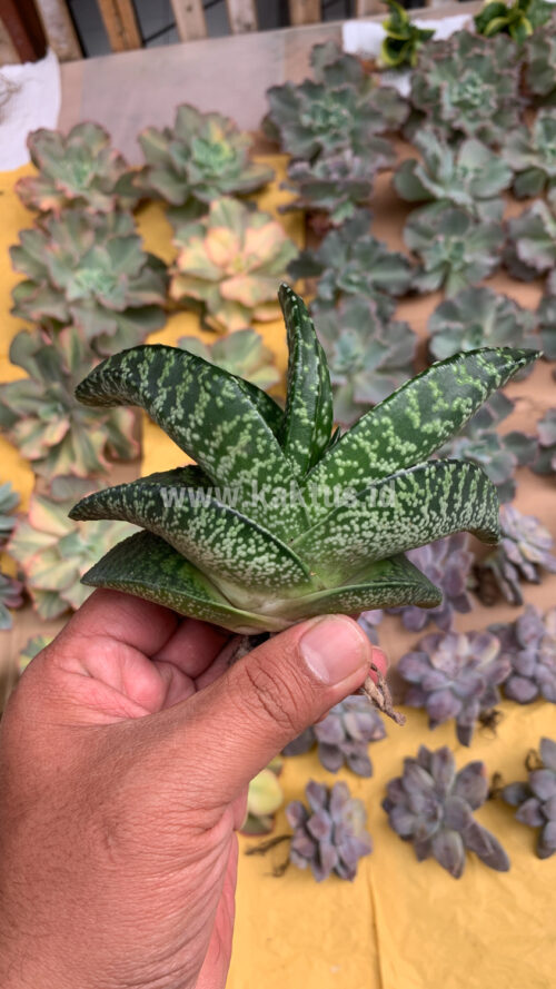 Gasteria Tiger Spot, real gallery image #19 plants. Picture taken directly from kaktus.id community Gasteria farmer green houses.