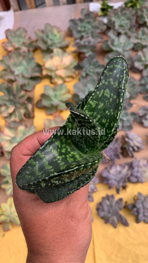 Gasteria Tiger Spot, real gallery image #17 plants. Picture taken directly from kaktus.id community Gasteria farmer green houses.