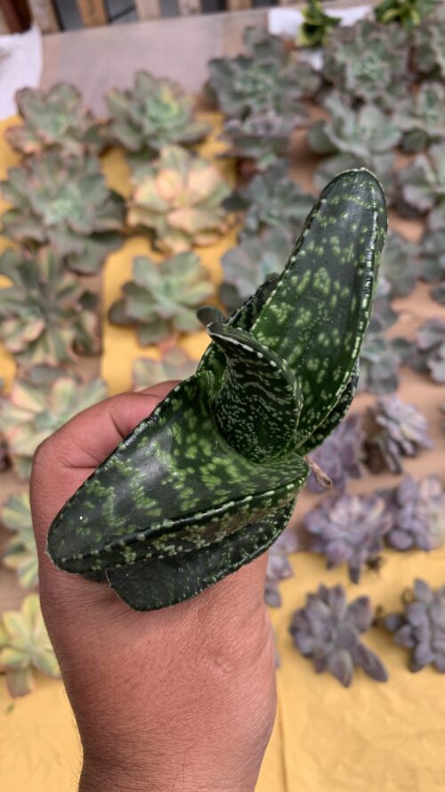Gasteria Tiger Spot, real gallery image #16 plants. Picture taken directly from kaktus.id community Gasteria farmer green houses.