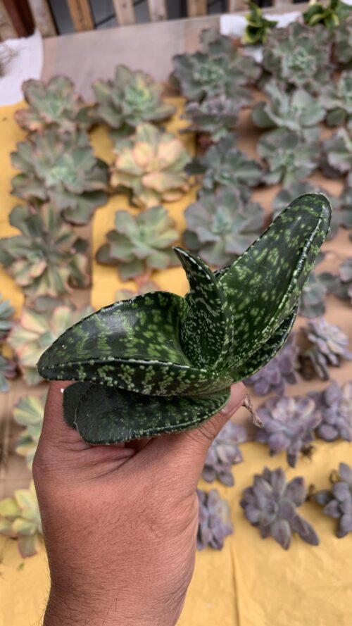 Gasteria Tiger Spot, real gallery image #13 plants. Picture taken directly from kaktus.id community Gasteria farmer green houses.
