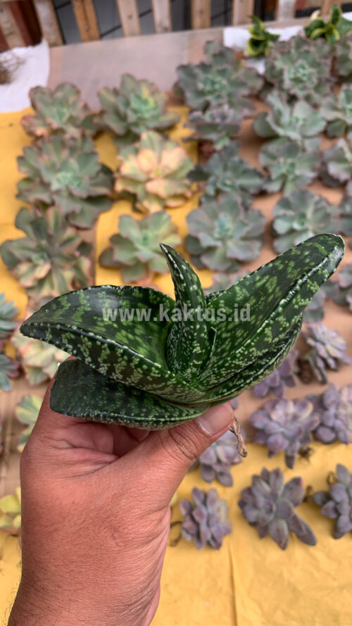 Gasteria Tiger Spot, real gallery image #12 plants. Picture taken directly from kaktus.id community Gasteria farmer green houses.