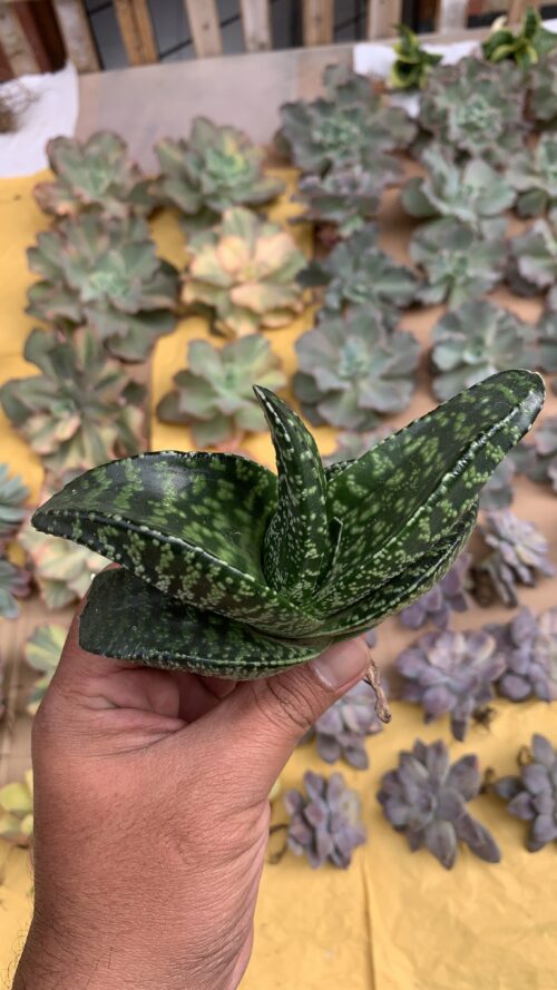 Gasteria Tiger Spot, real gallery image #11 plants. Picture taken directly from kaktus.id community Gasteria farmer green houses.