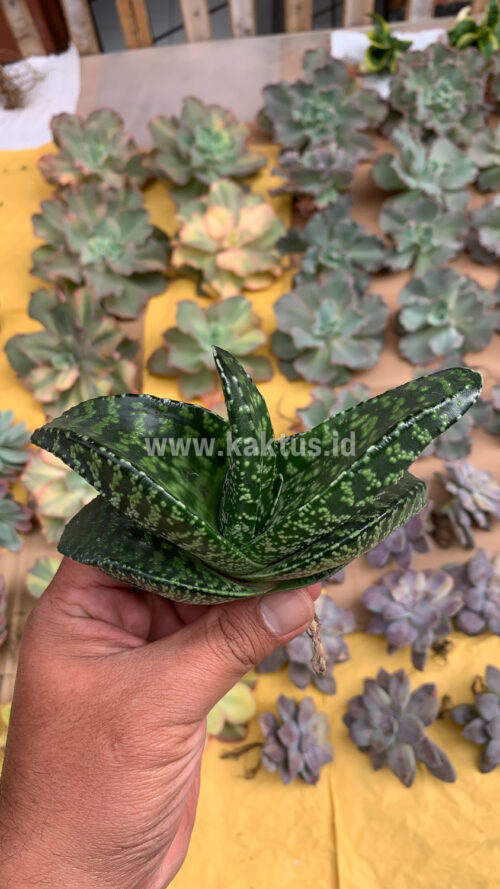 Gasteria Tiger Spot, real gallery image #10 plants. Picture taken directly from kaktus.id community Gasteria farmer green houses.