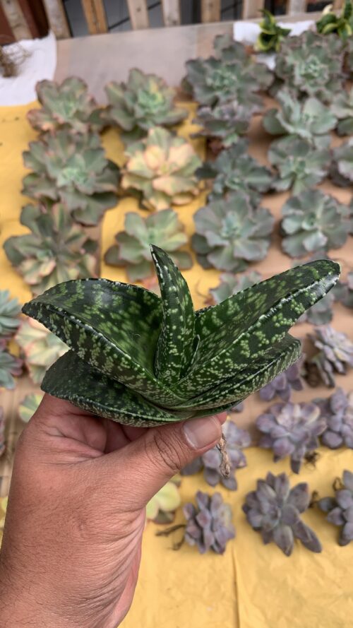 Gasteria Tiger Spot, real gallery image #9 plants. Picture taken directly from kaktus.id community Gasteria farmer green houses.