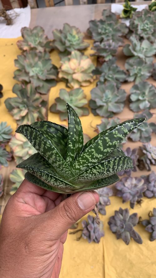 Gasteria Tiger Spot, real gallery image #7 plants. Picture taken directly from kaktus.id community Gasteria farmer green houses.