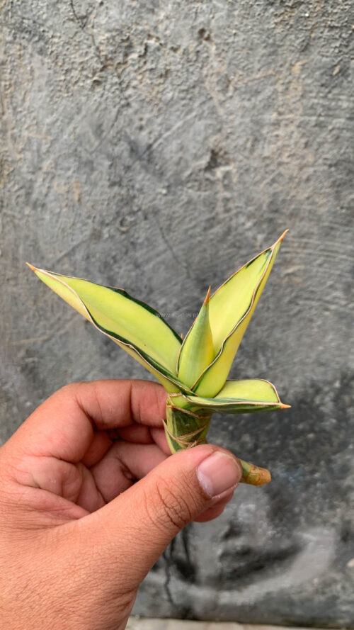 Sansevieria Kimayo Aurea Variegated, real gallery image #9 plants. Picture taken directly from kaktus.id community Sansevieria farmer green houses.
