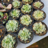 Echeveria White Prince, real feature image plant. Picture taken directly from kaktus.id community Echeveria farmer green houses.