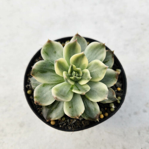 Echeveria White Prince, real gallery image #1 plants. Picture taken directly from kaktus.id community Echeveria farmer green houses.