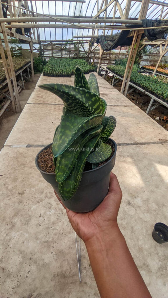 kaktus.id