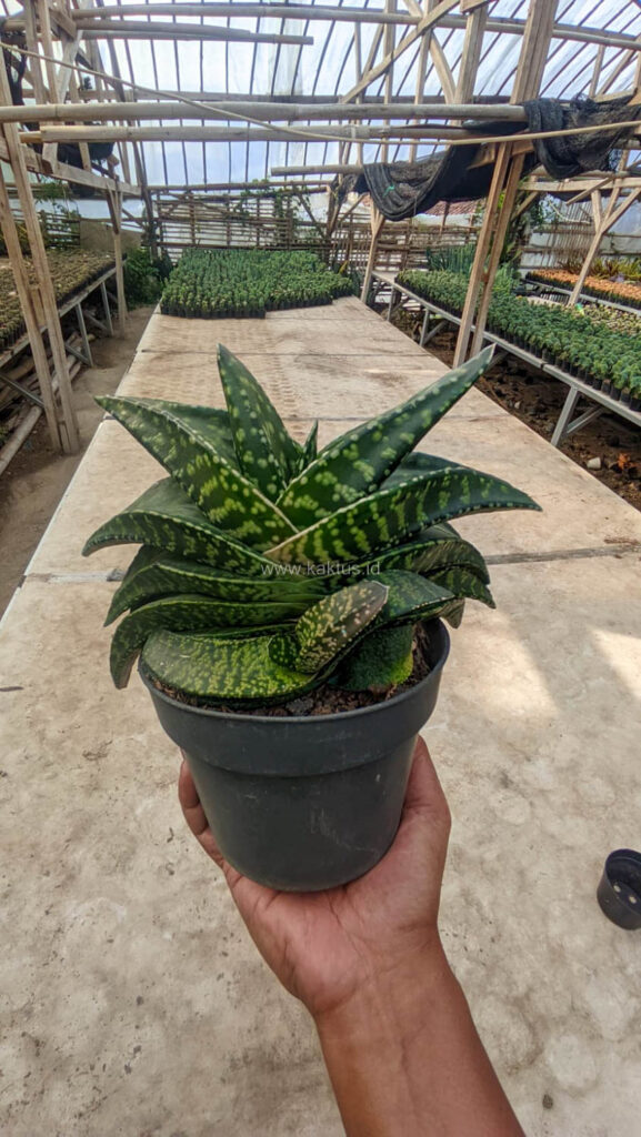 kaktus.id